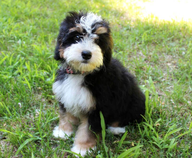 The 135 Best Bernedoodle Names! (2024) - We Love Doodles