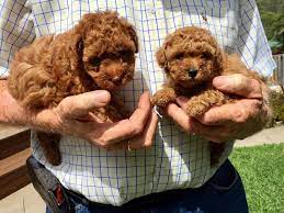 red velvet toy poodles