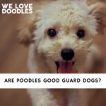 Are Poodles Good Guard Dogs