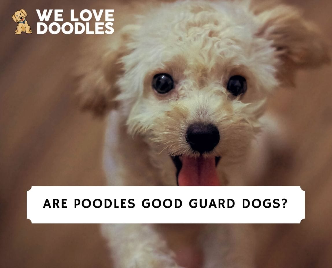 are standard poodles guard dogs