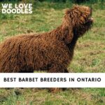 Barbet Breeders in Ontario