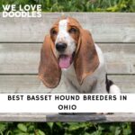 Basset Hound Breeders in Ohio