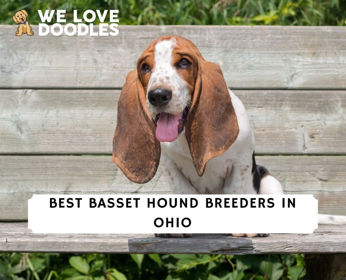 are basset hounds good service dogs