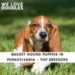 Basset Hound Puppies in Pennsylvania