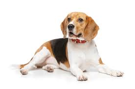 Beagle Puppies For Sale in California