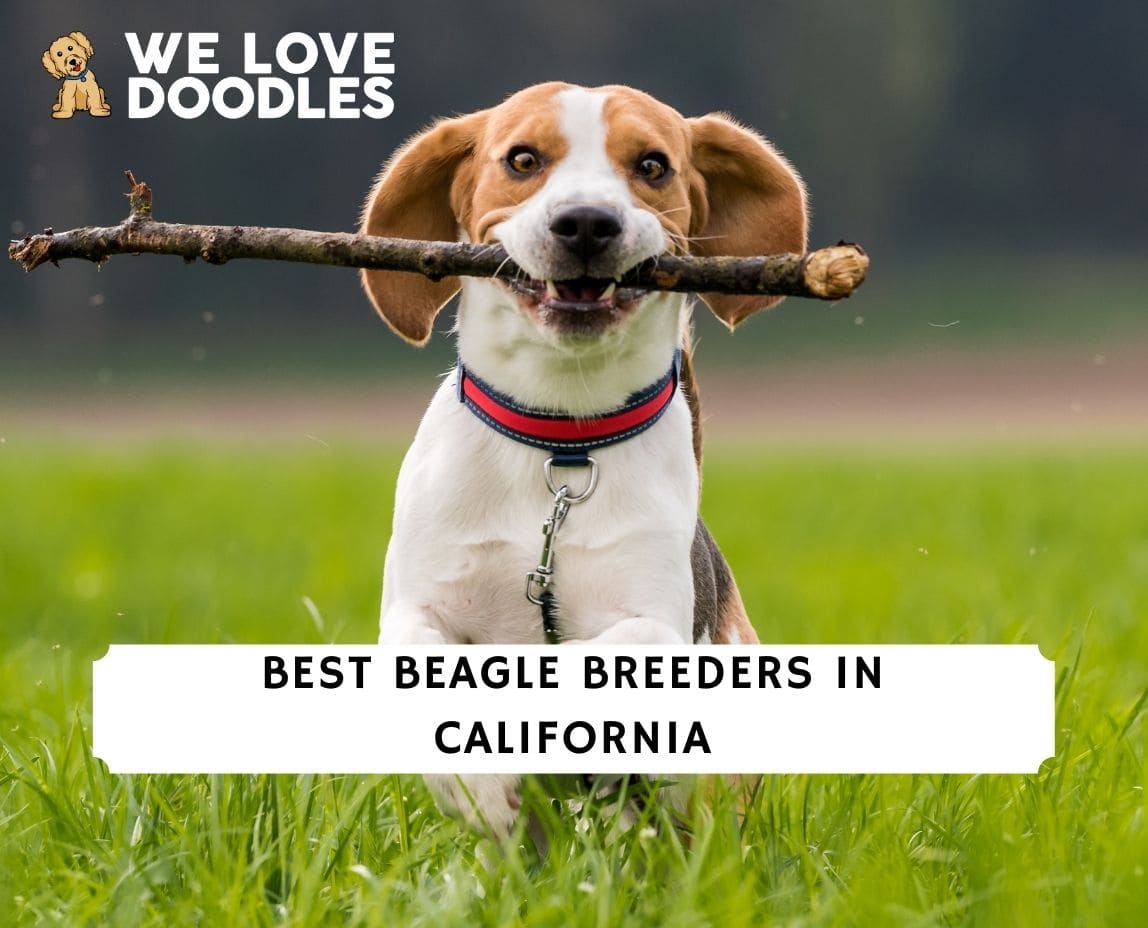 Beagle Breeders in California