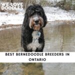 Bernedoodle Breeders in Ontario