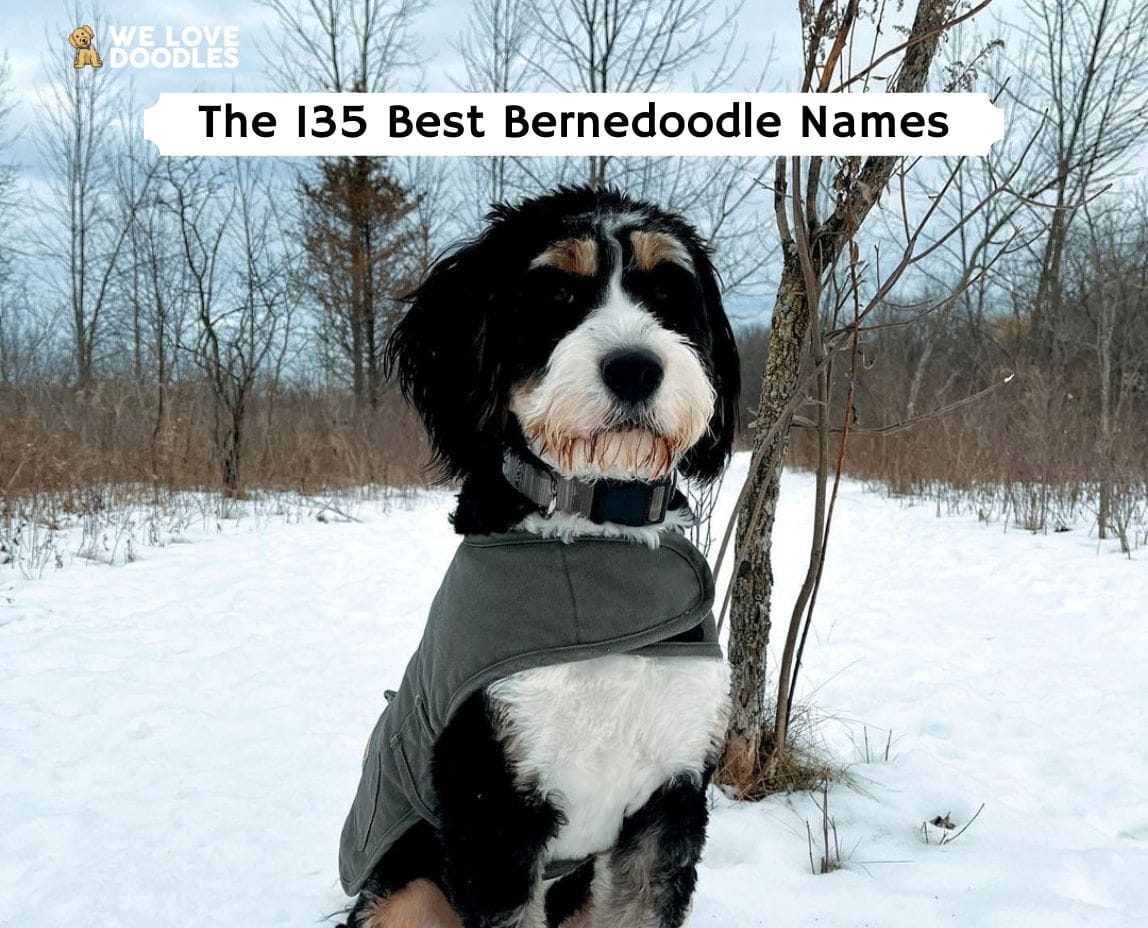 the-135-best-bernedoodle-names-2024-we-love-doodles