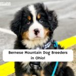 Bernese Mountain Dog puppies Ohio