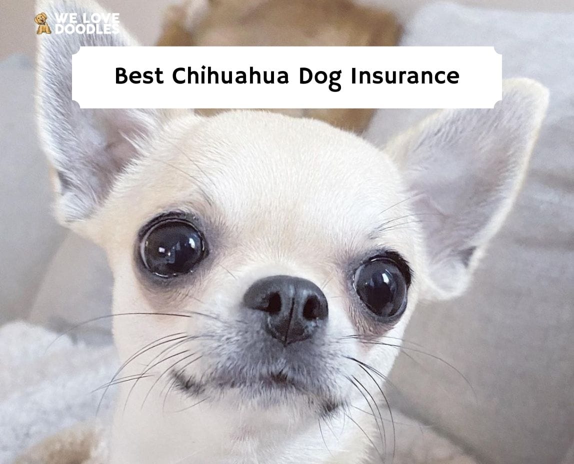 what is the best type of dog insurance