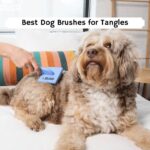 Best Dog Brush for Tangles