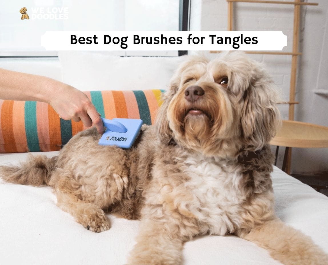 Best Dog Brush for Tangles