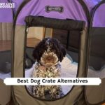 Best Dog Crate Alternatives