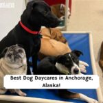Best Dog Daycares in Anchorage, Alaska