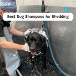 Best Dog Shampoos for Shedding