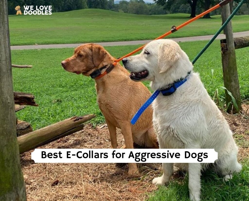 The 5 Best ECollars for Aggressive Dogs! (2024) We Love Doodles