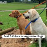 Best E-Collar for Aggressive Dogs