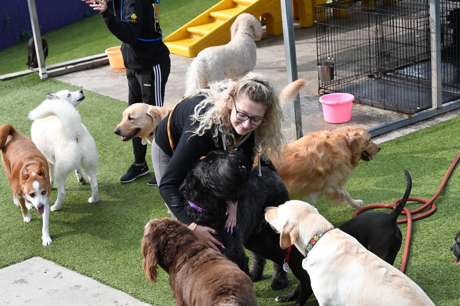 The 7 Best Dog Daycares in Baltimore! (2023) We Love Doodles