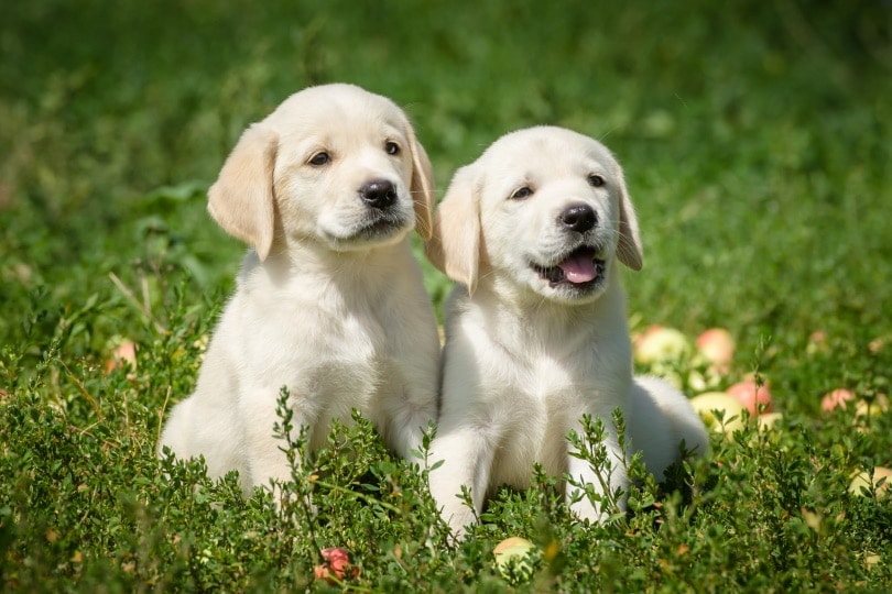 The 8 Best Labrador Breeders in the UK!
