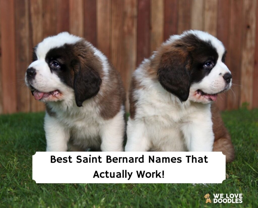 100 Best Saint Bernard Names With Meaning!