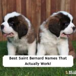 Best Saint Bernard Names