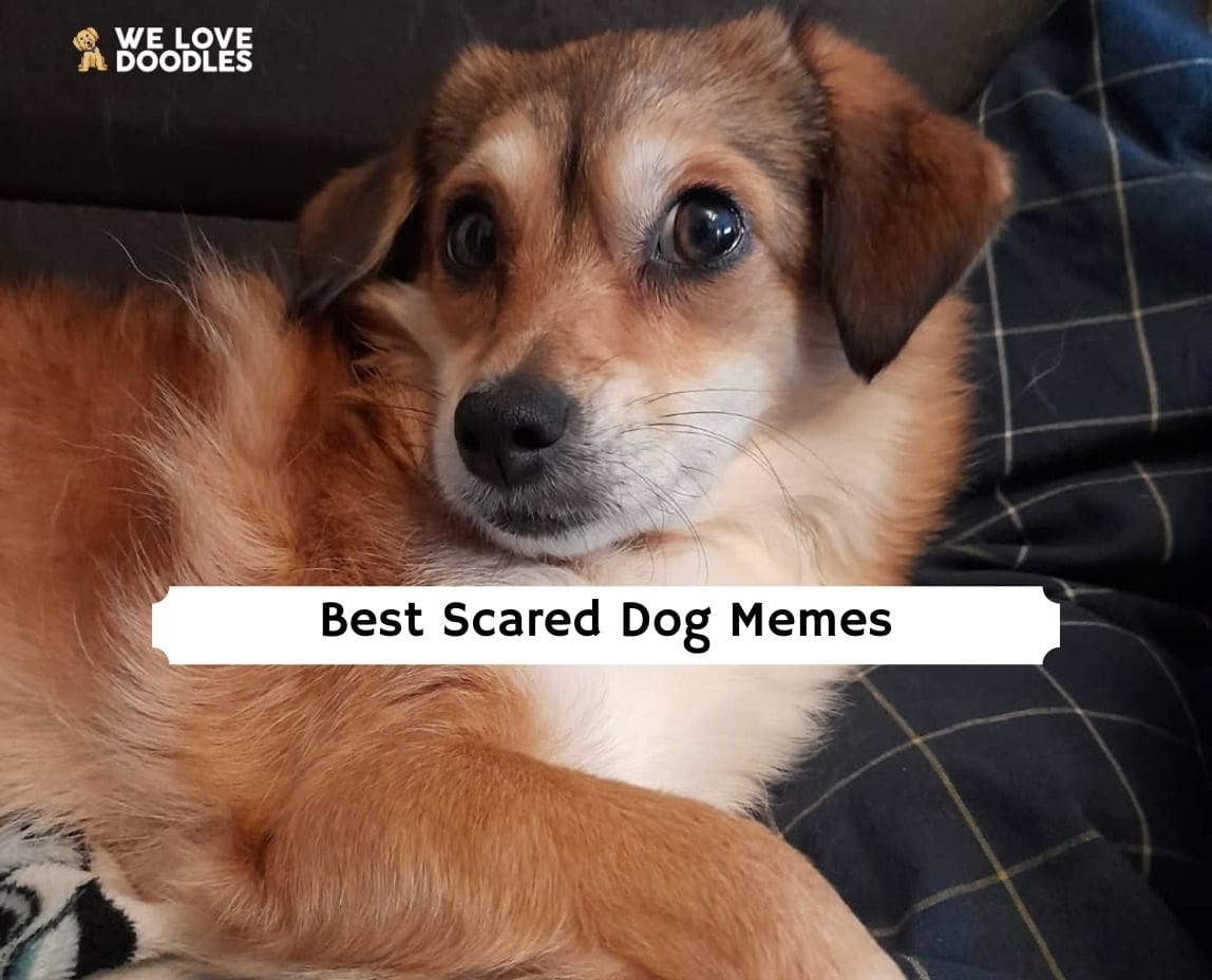 The 15 Best Scared Dog Memes! (2023) - We Love Doodles