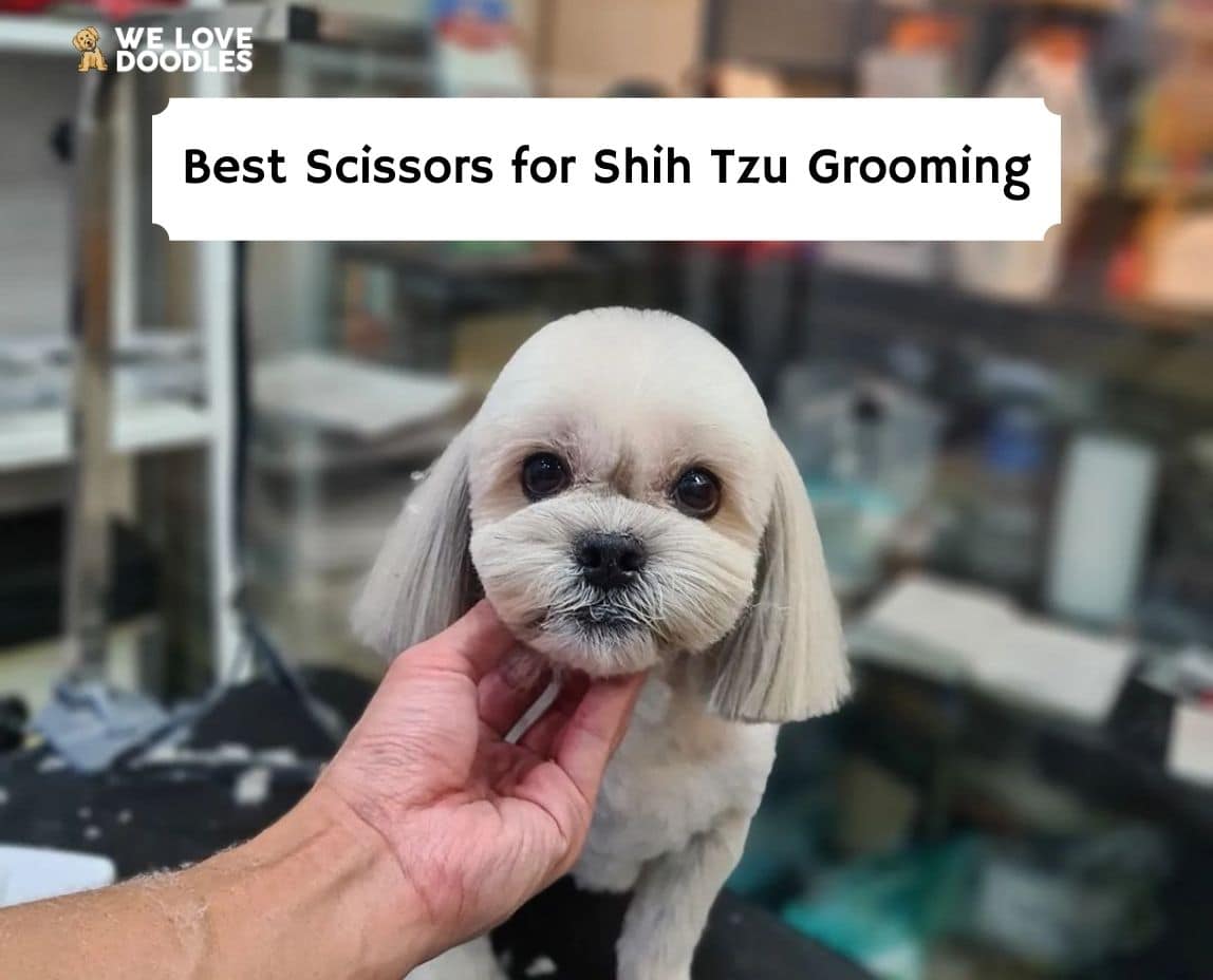 how do you groom a shih tzu face