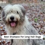 Best Shampoo For Long Hair Dogs