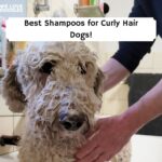 Best Shampoo for Curly Hair Dogs (1)