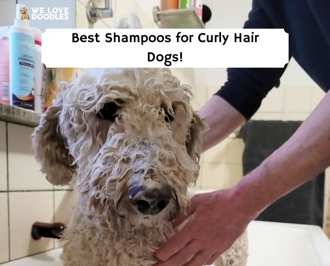 Best Shampoo for Curly Hair Dogs Top 7 Picks