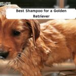 Best Shampoo for a Golden Retriever
