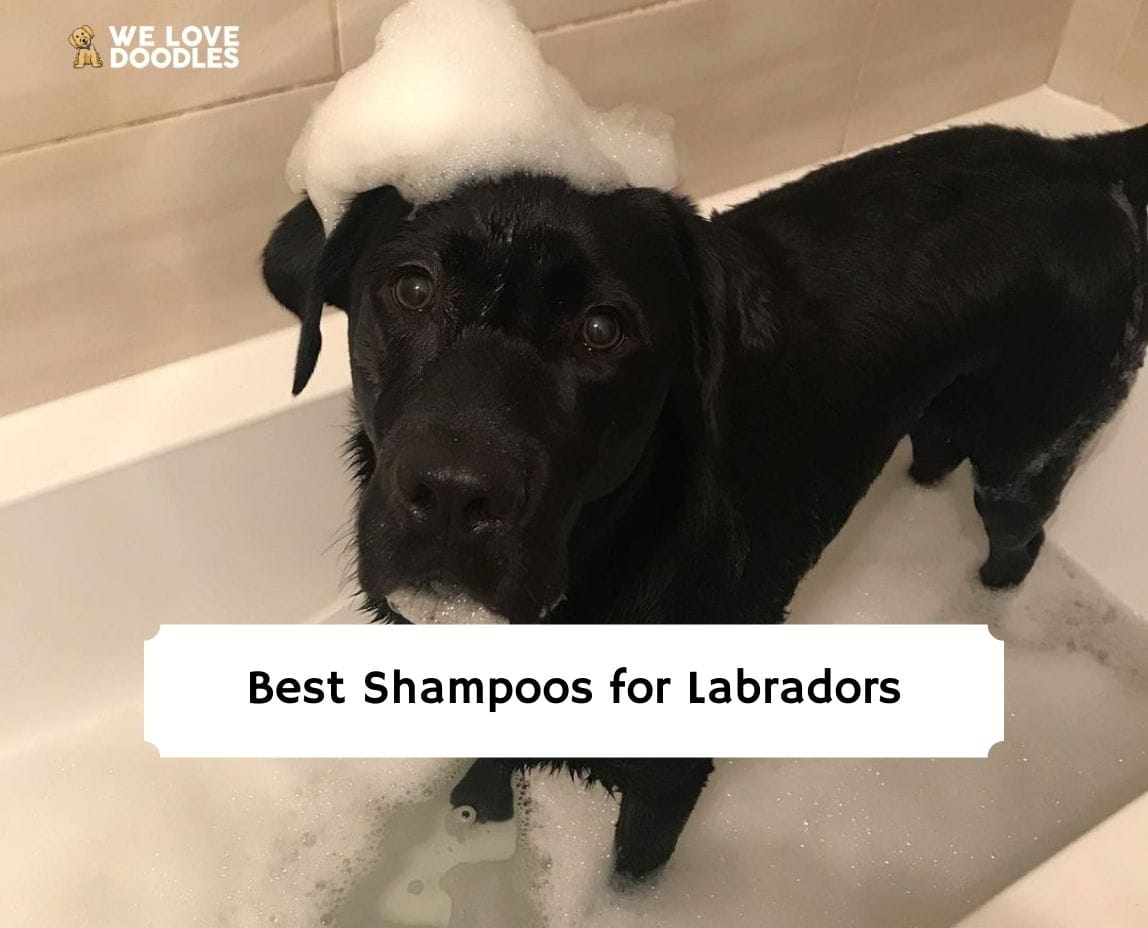 Best shampoo hotsell for chocolate labs