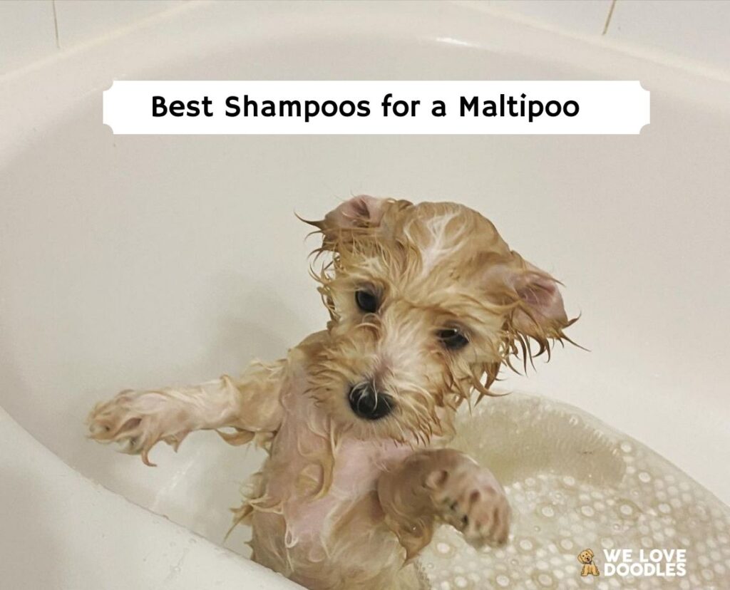 Best shampoo for maltipoo hotsell