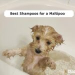 Best Shampoos for a Maltipoo