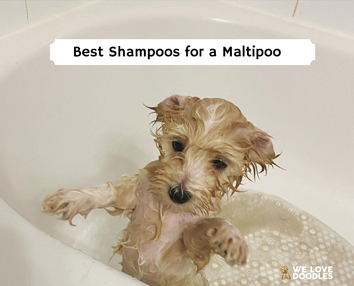 Best shampoo for maltipoo clearance puppy