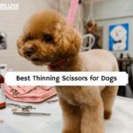 Best Thinning Scissors for Dogs