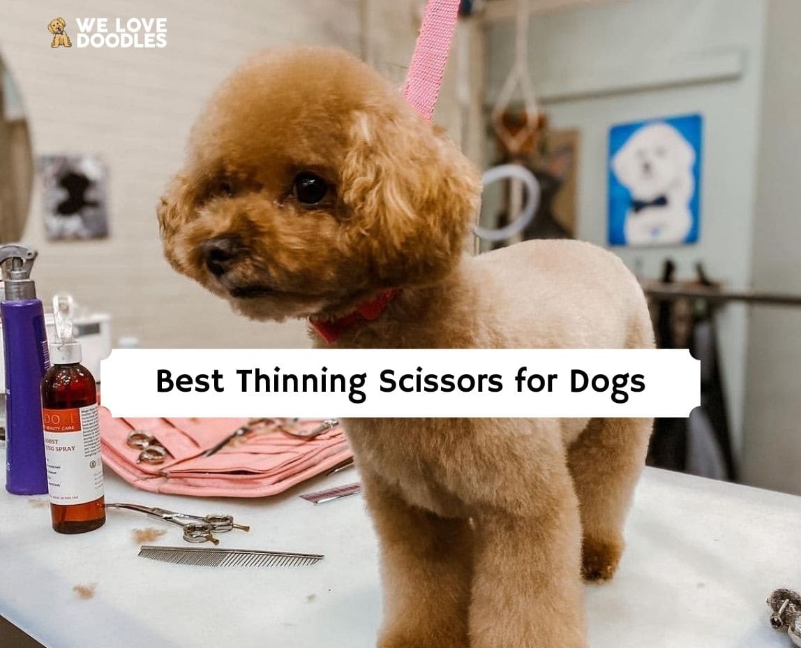 Best Blending Shears for Dog Grooming