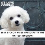 Bichon Frise Breeders in the UK