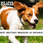 Brittany Breeders in Ontario
