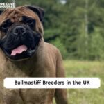 Bullmastiff puppies for sale UK
