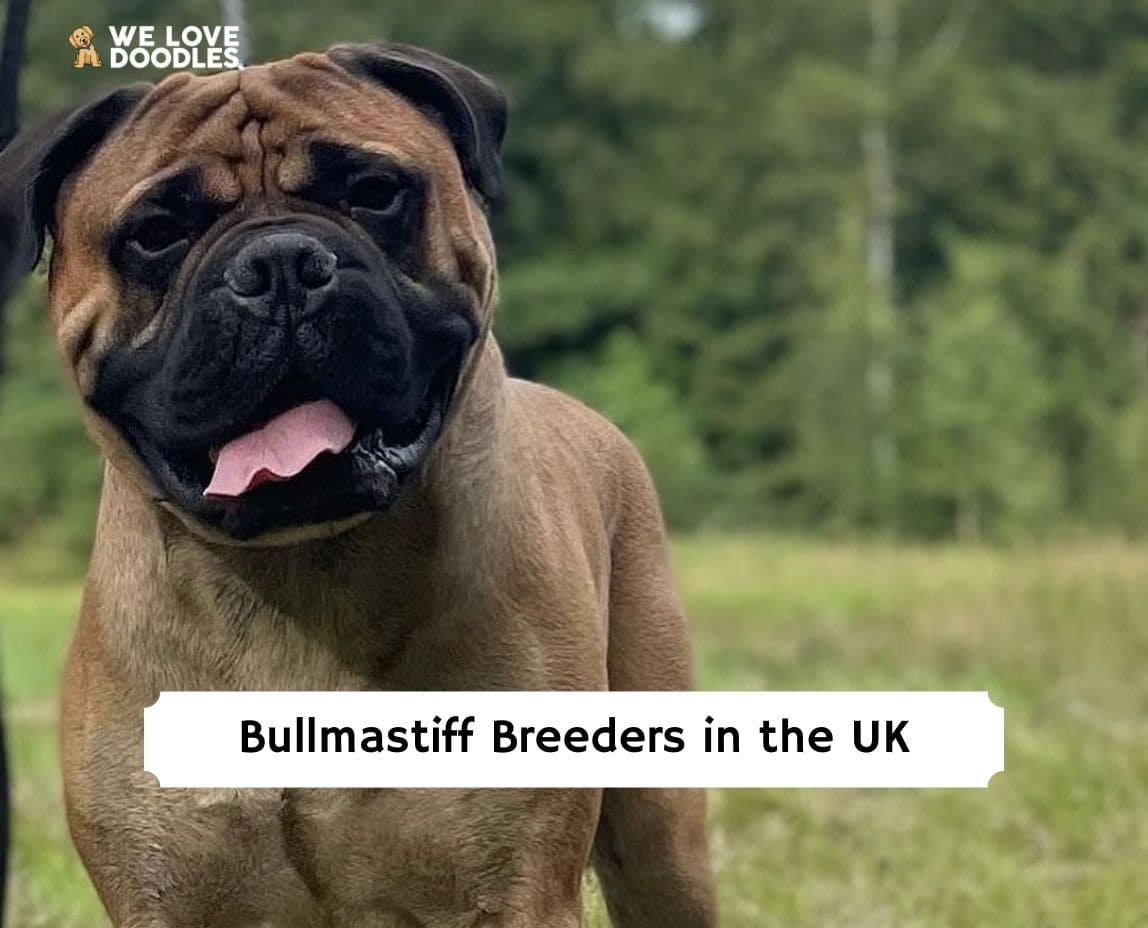 are bullmastiff dogs dangerous