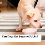 Can Dogs Eat Sesame Sticks