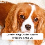 Cavalier King Charles Spaniel puppies UK