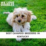 Cavapoo Breeders in Kentucky