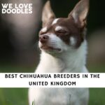 Chihuahua Breeders in the UK