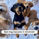 Cincinnati dog daycares