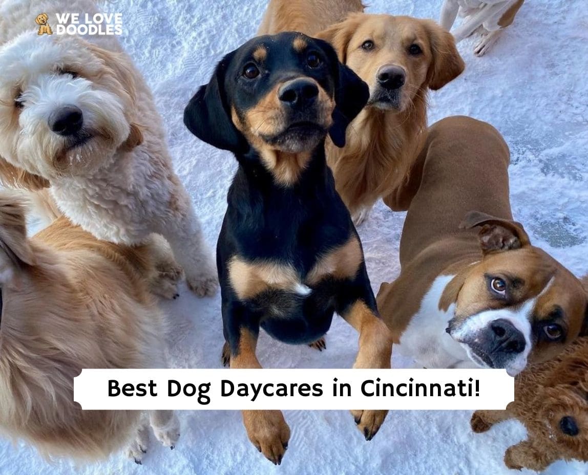 the-6-best-dog-daycares-in-cincinnati-2023-we-love-doodles