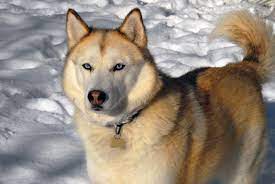 Clouds Siberian Service Dogs & Yakutian Laikas 