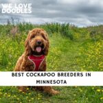 Cockapoo Breeders in Minnesota
