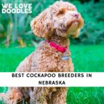 Cockapoo Breeders in Nebraska